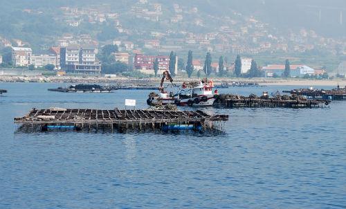 Pechados 28 polígonos de bateas nas rías de Pontevedra, Arousa e Vigo