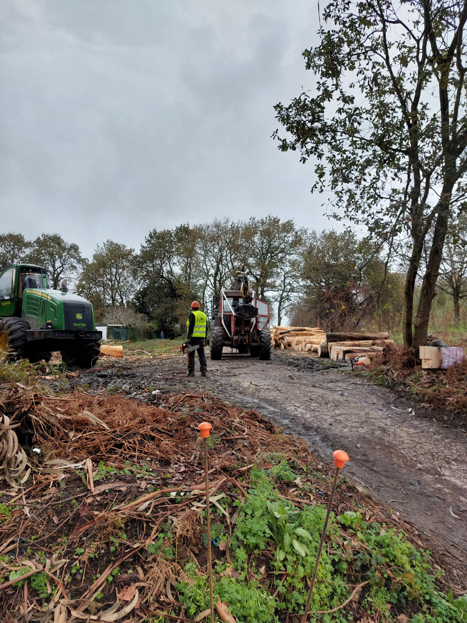 Rexeitan a destrución do último bosque atlántico de Vigo