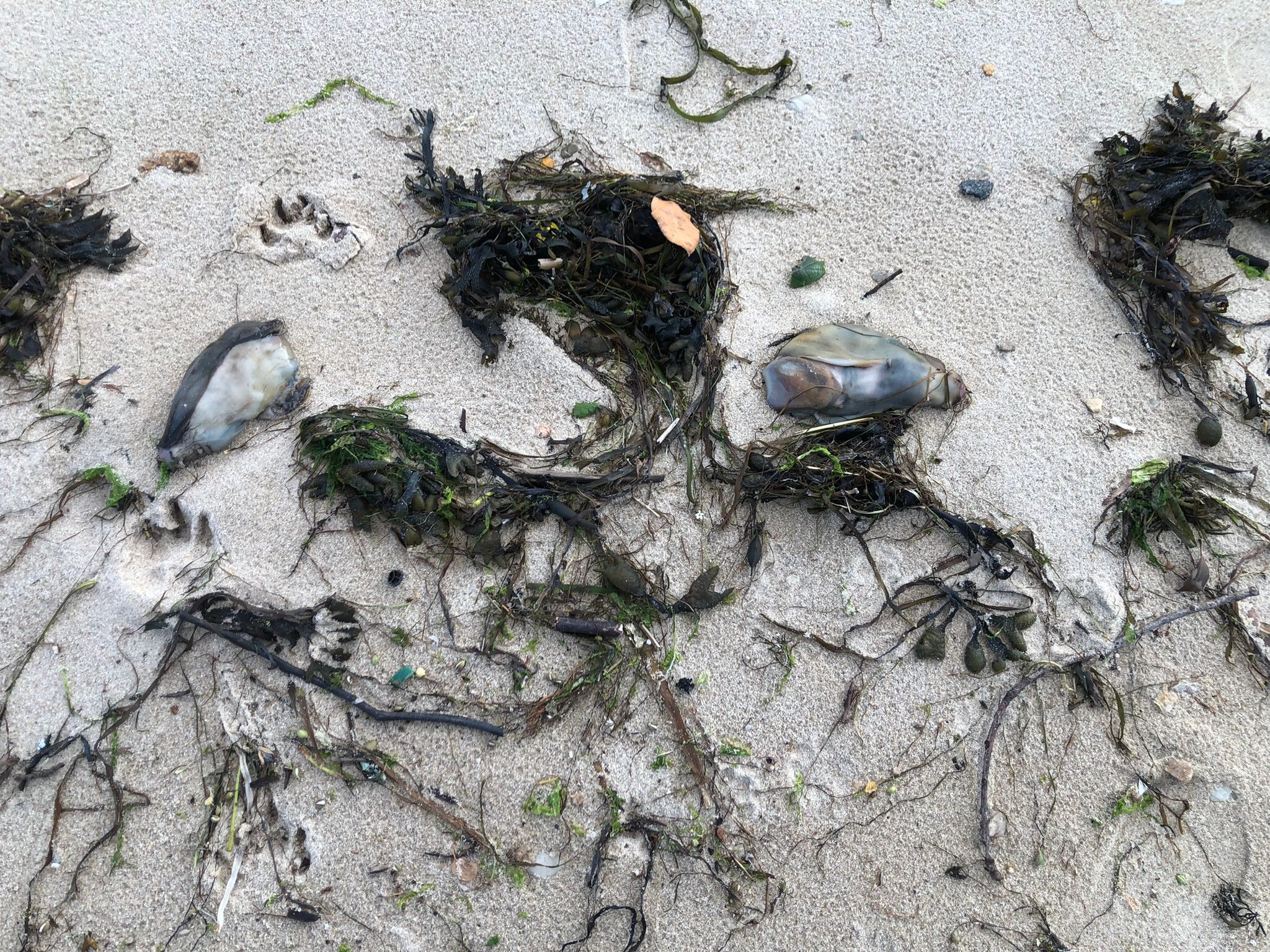 A Praia de Cesantes rexistra a chegada das “lebres de mar”