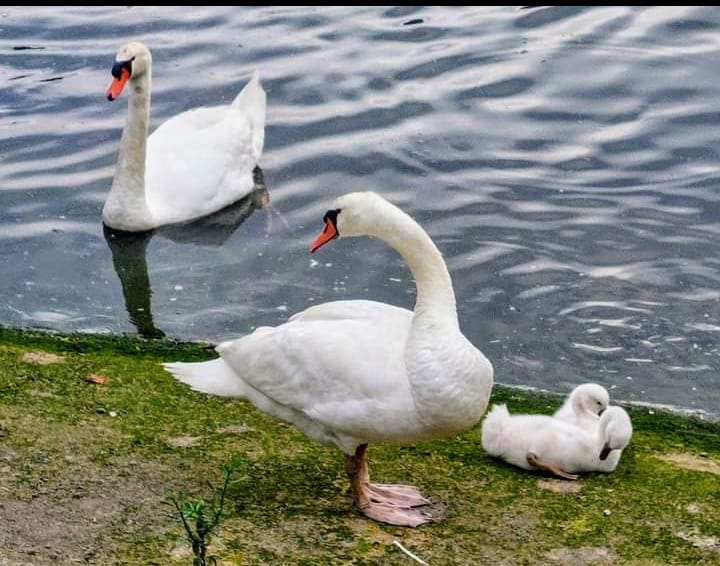 Identificados dos individuos que intentaron robar una cría de cisne en Redondela