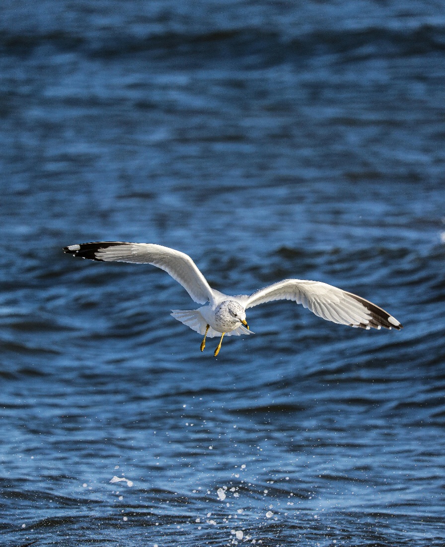 O Gaivotón consolida a súa presenza no Parque das Illas Atlánticas