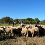 As ovellas, novas aliadas en Tomiño para eliminar a flora exótica invasora