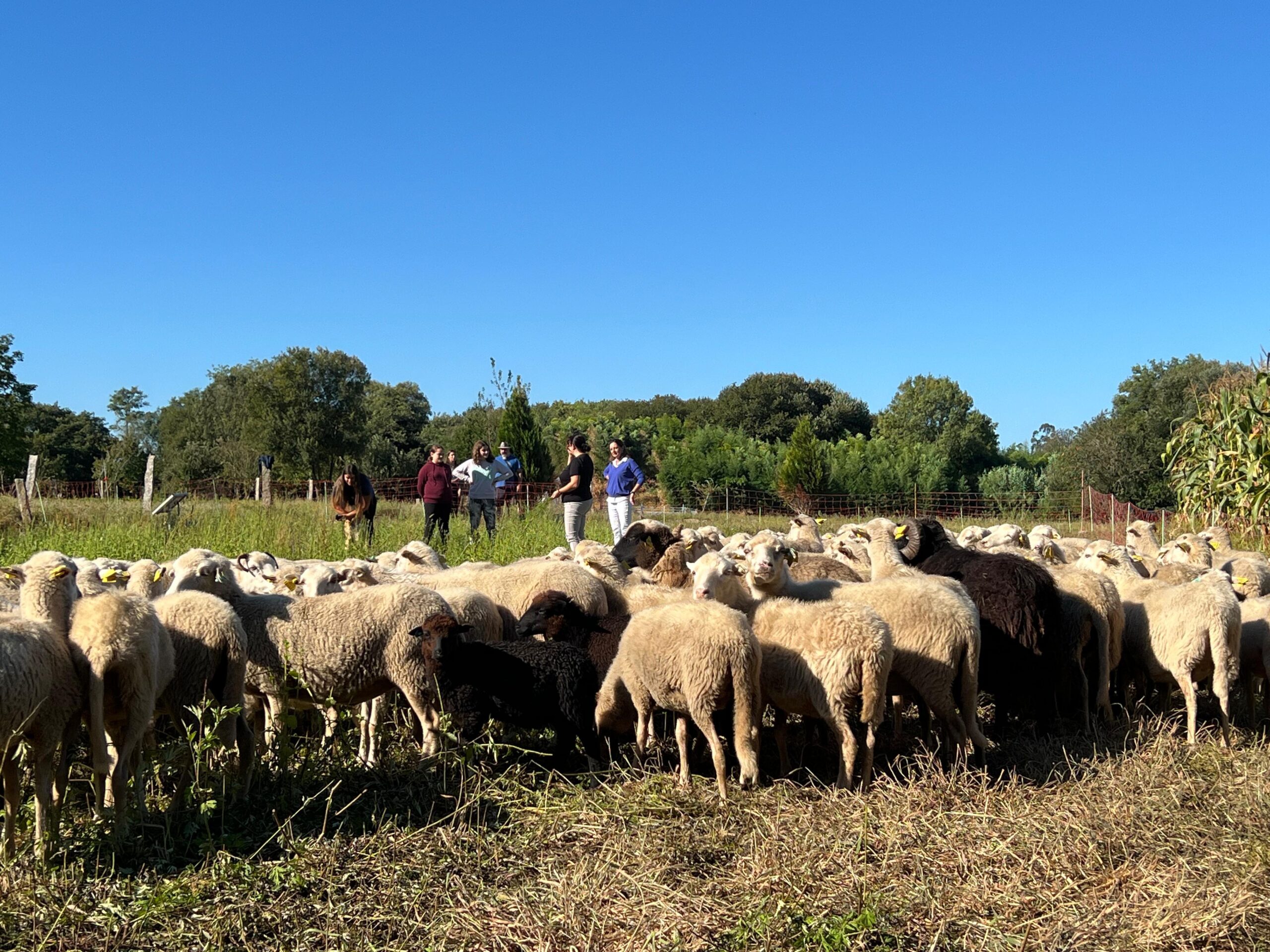 As ovellas, novas aliadas en Tomiño para eliminar a flora exótica invasora