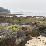 Visita este xoves ao 'bosque fósil' de Patos, aproveitando unha baixamar de record