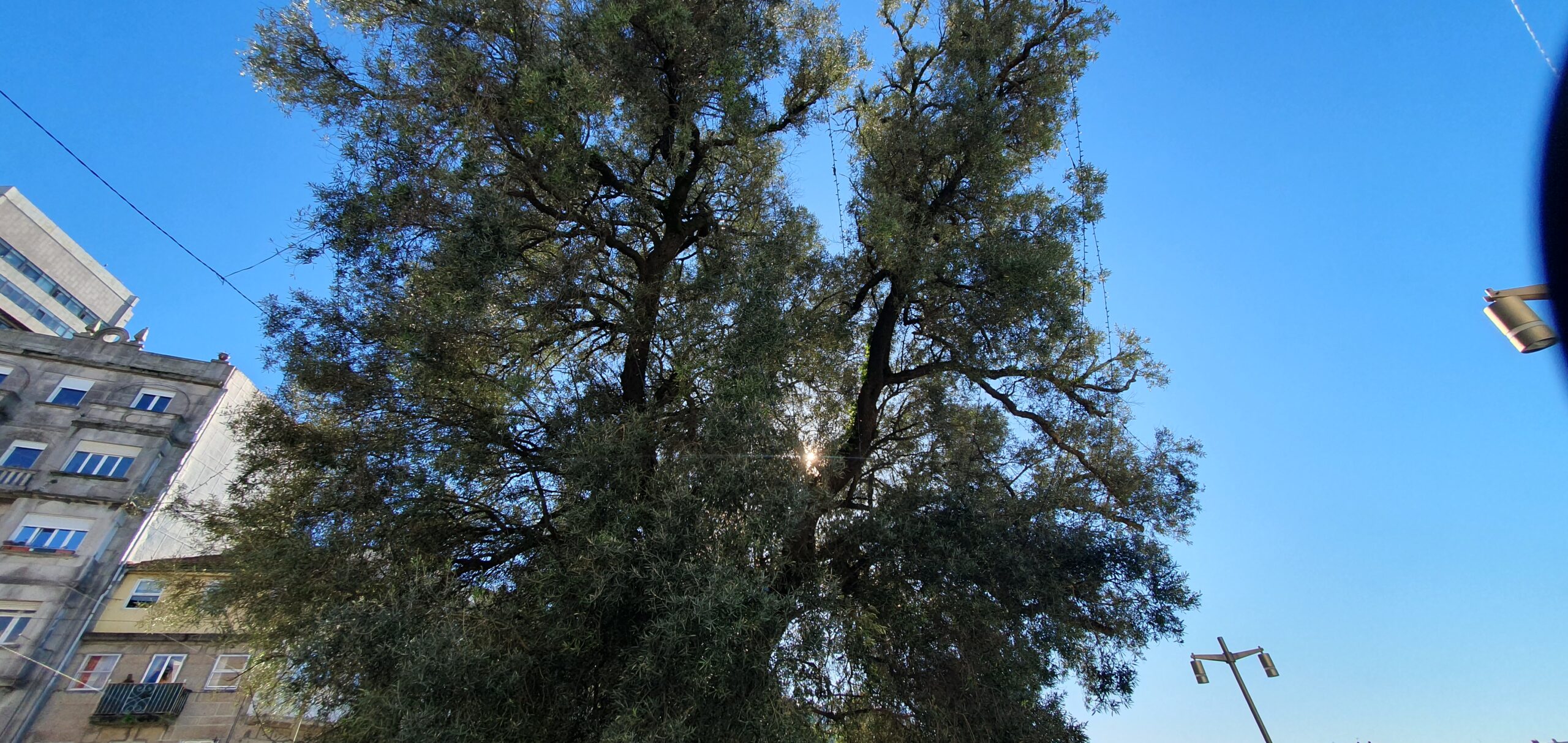 El Concello rectifica y ordena retirar las luces del olivo