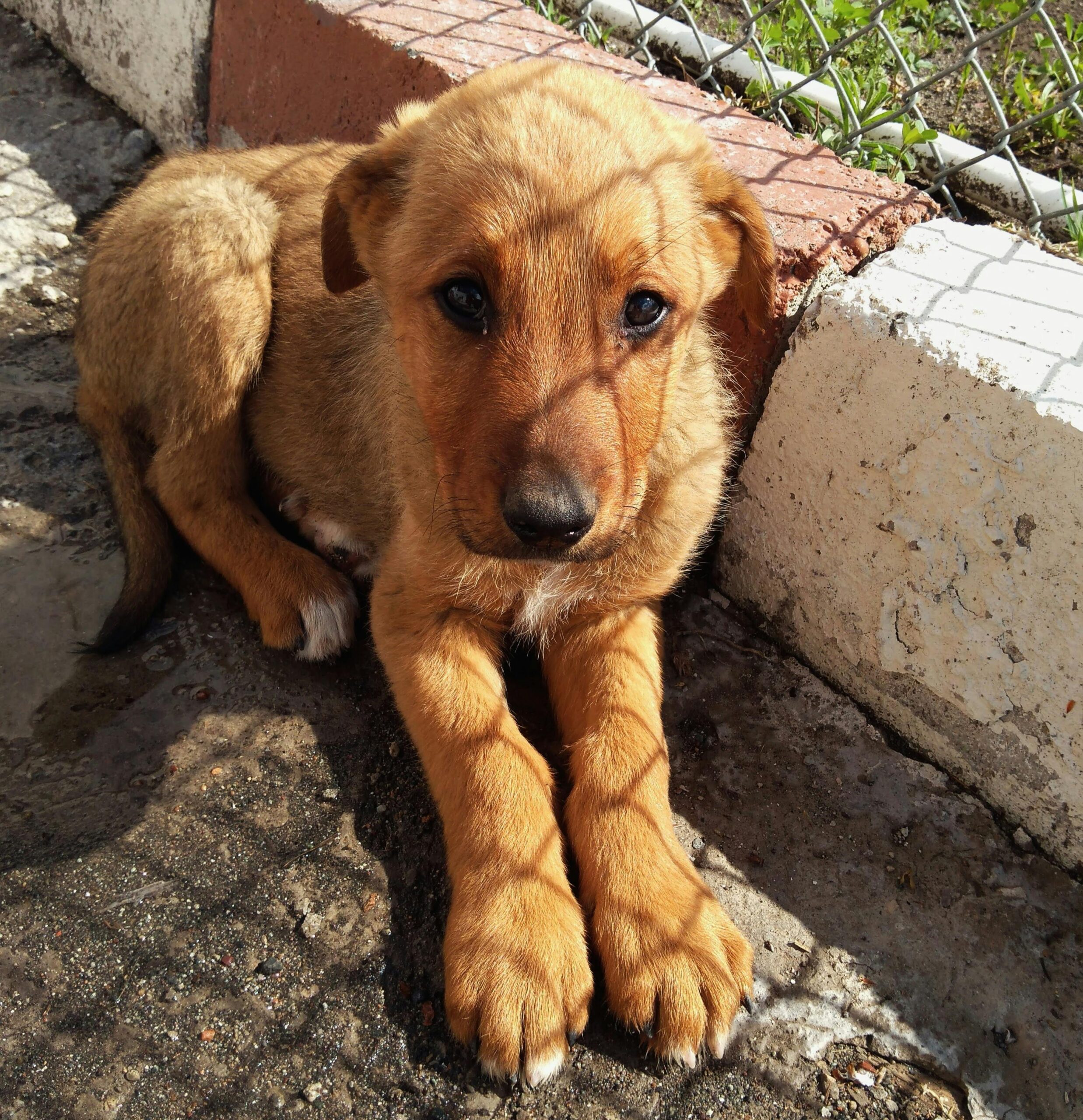 Hay que evitar la desaparición de la Protectora de Animales de Vigo