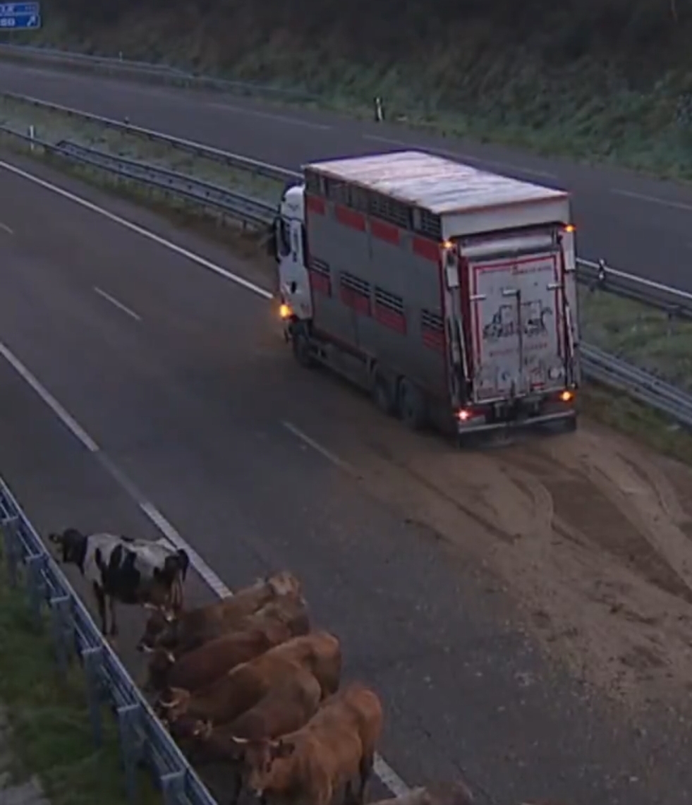 El vuelco de un camión con vacas obliga a cortar la autovía A-8