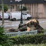 Piden un informe sobre las causas de la caída del Pittosporum monumental de la Alameda