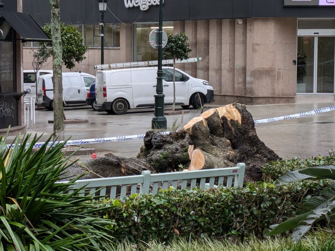 Piden un informe sobre las causas de la caída del Pittosporum monumental de la Alameda