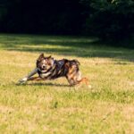 ¿Cómo te gustaría que fuesen los nuevos parques caninos de Vigo?