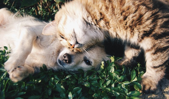 Dairypet comercializa o primeiro iogur con prebióticos para cans e gatos