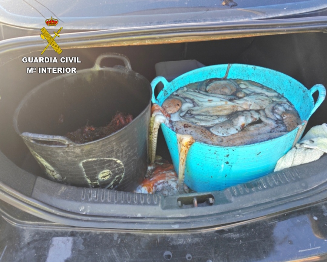 Incautados 45 kilos de pulpo y 8 kg de centolla ovada,sin documentación sobre su procedencia    